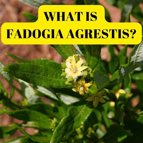 <b>Fadogia</b> <b>Agrestis</b>. . What does fadogia agrestis taste like